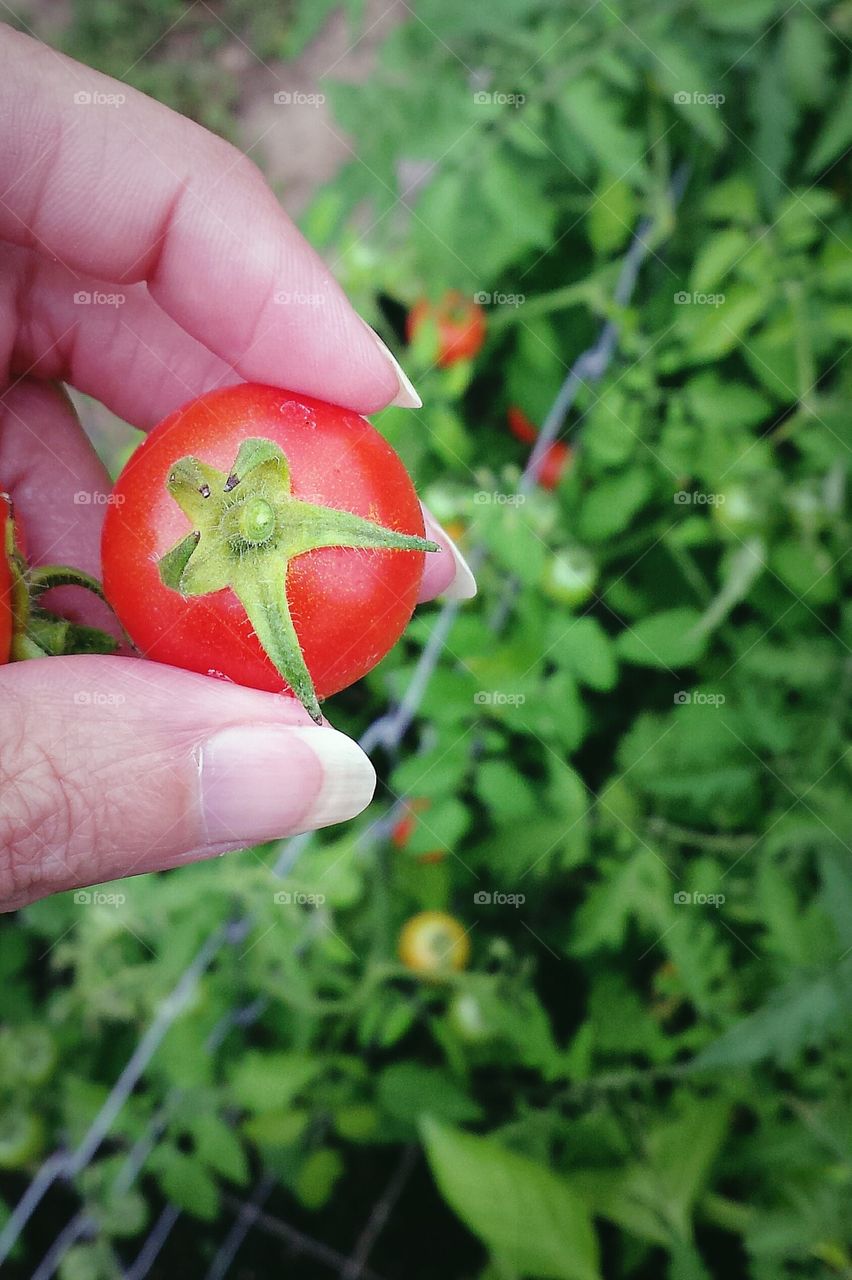 first tomatoes