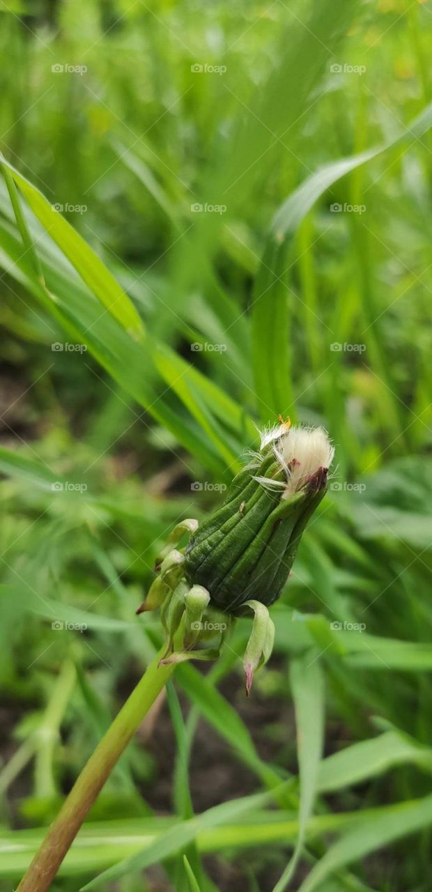Battle green vs. white