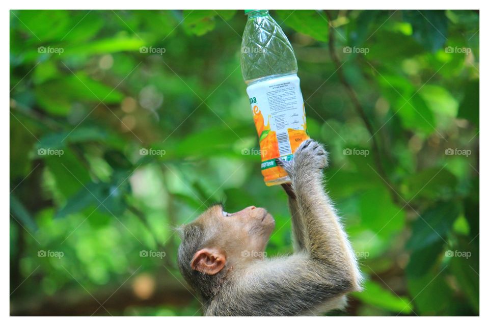 thirsty ape