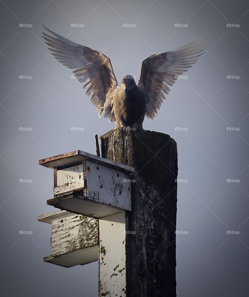 Seagull landing on an old dock post near the waters edge at sunset,  Pacific Northwest 