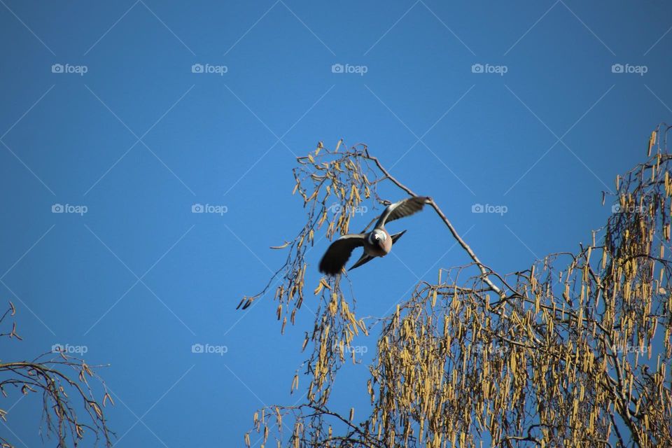 Long shot of a wood pigeon flying away from a birch