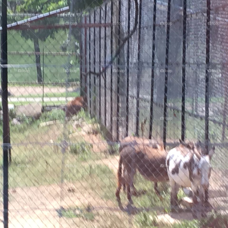 At a drive through safari close to where I live. Went last summer and took some pictures.