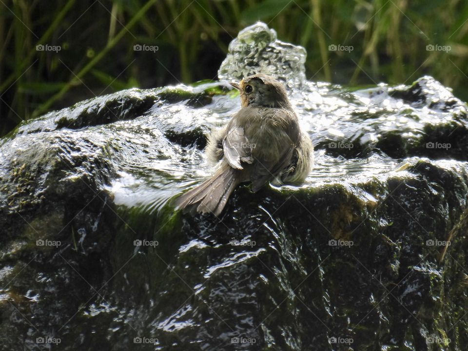 Bird bathes