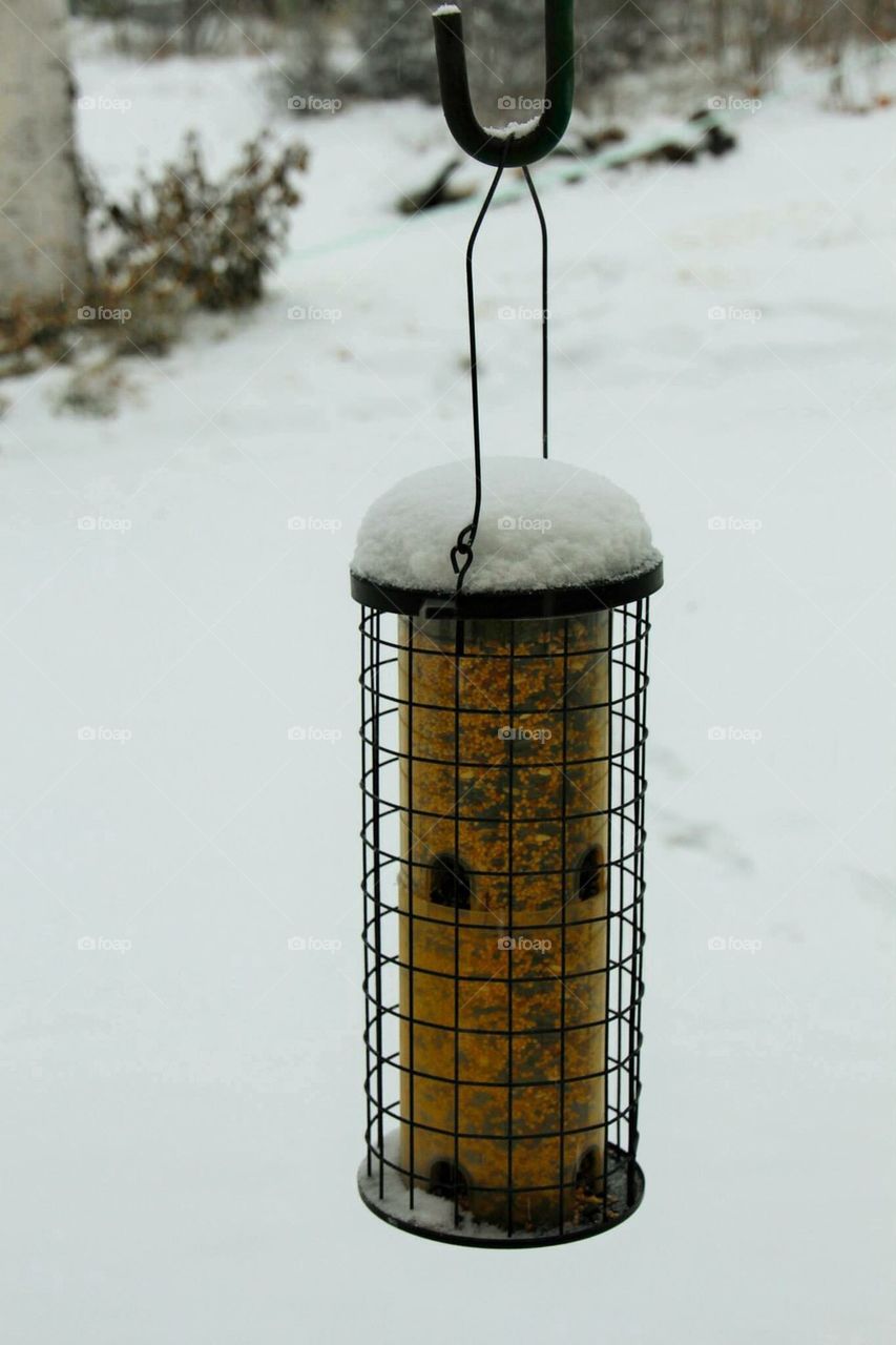 bird feeder3