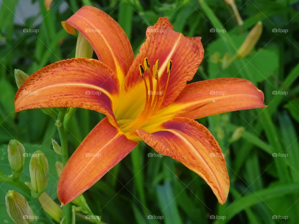 Day Lily