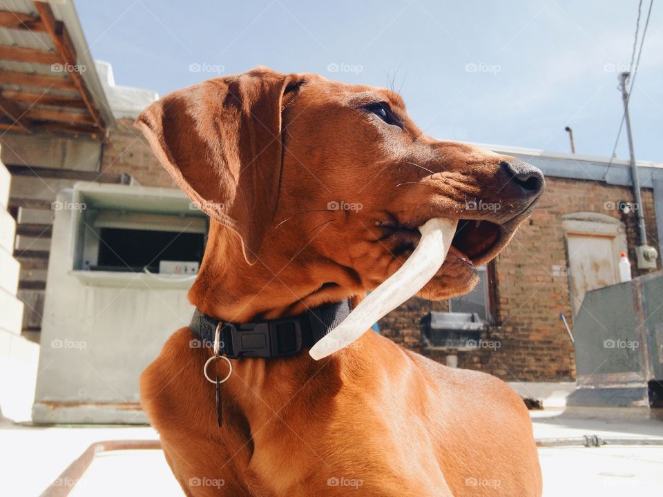 Big tooth. My Redbone Coonhound chewing on an antler
