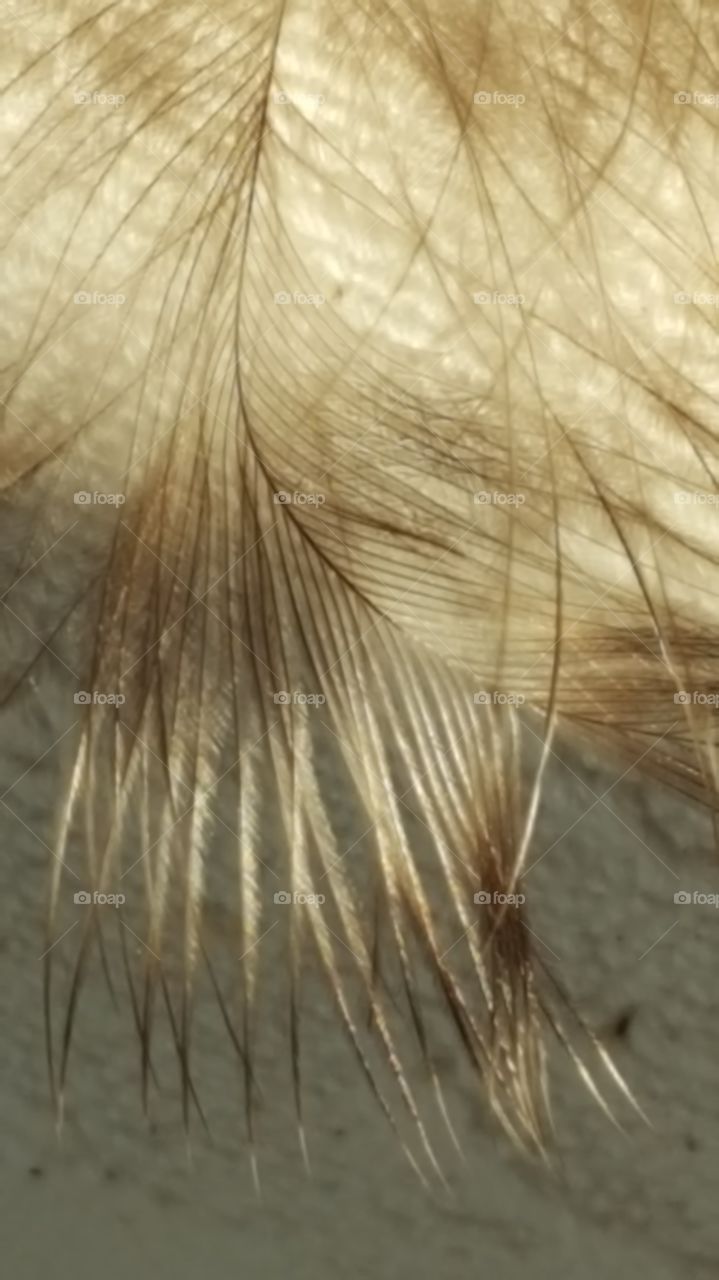 feather closeup