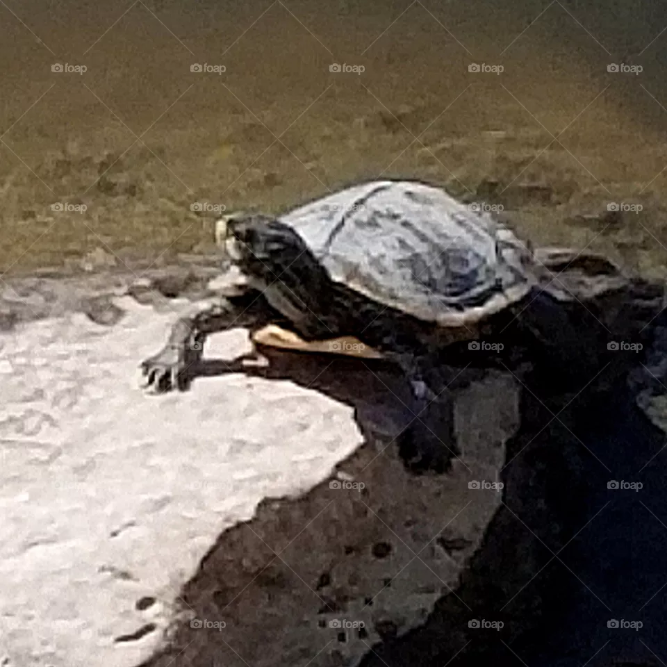 Tanning turtle