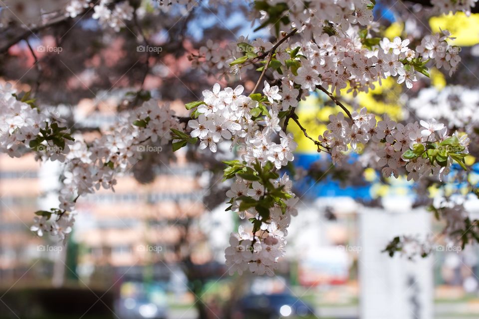 Cherry blossom 