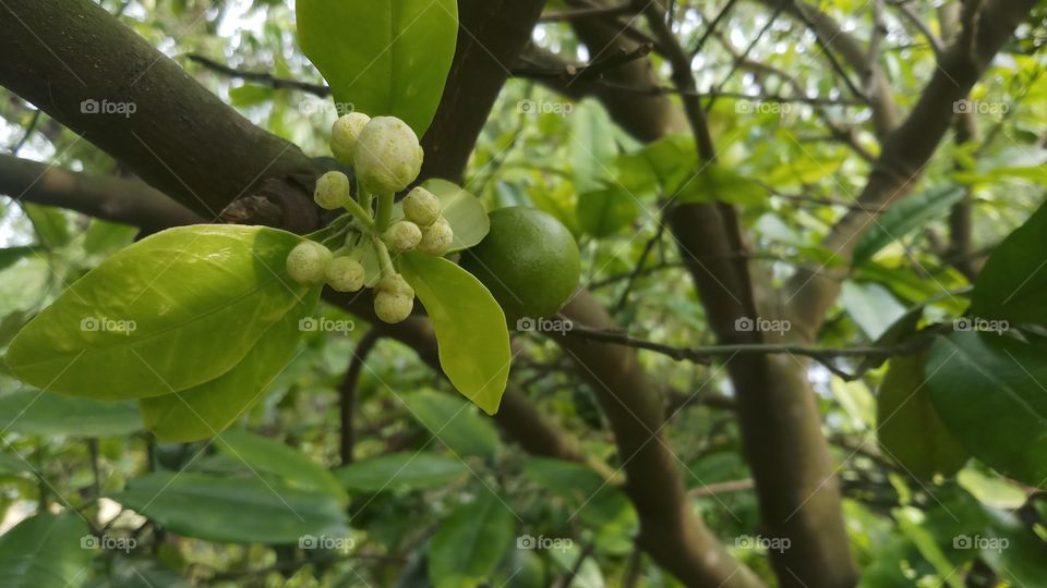 Beautiful Flowering plants is founded in Spring time