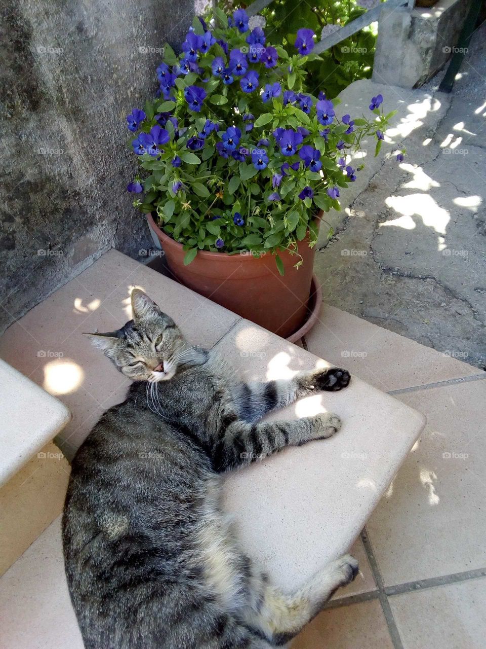 tabby cat in the garden