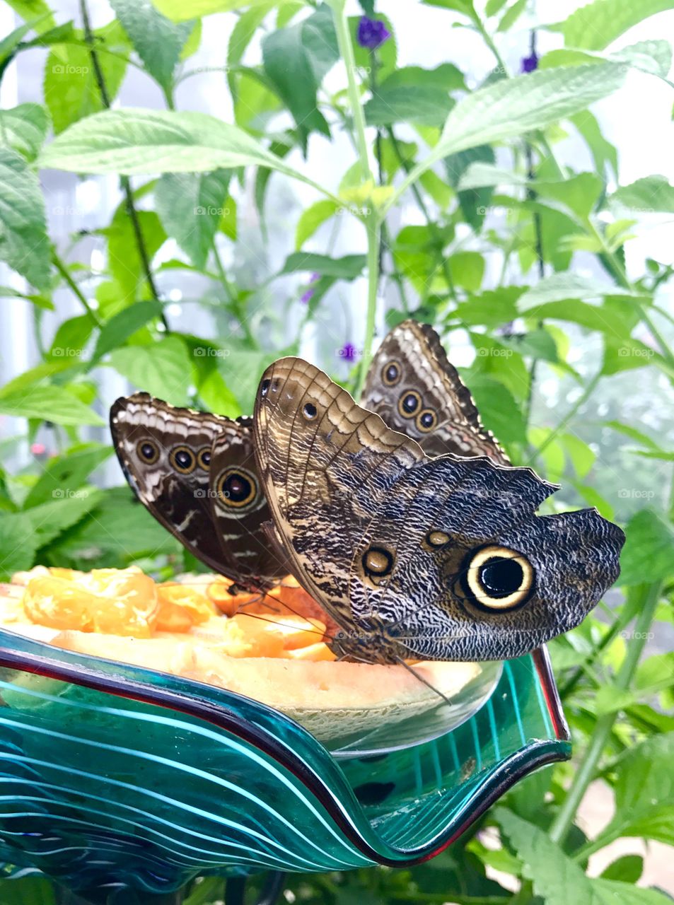Butterflies Eating Fruit