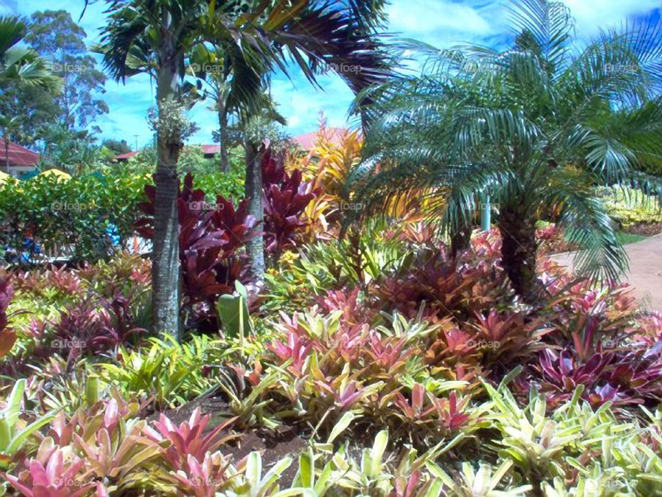 Pineapple Plantation Gardens. Some of the plants native to Hawaii in the Dole Pineapple Plantation Gardens.