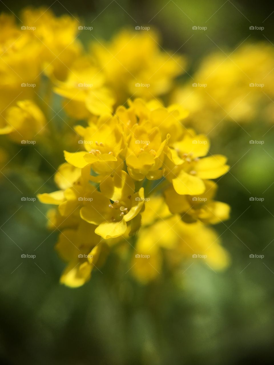Yellow perennial closeup