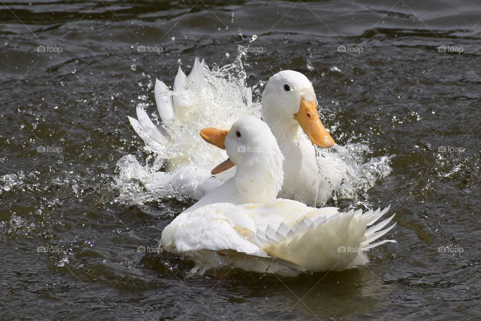 White Ducks