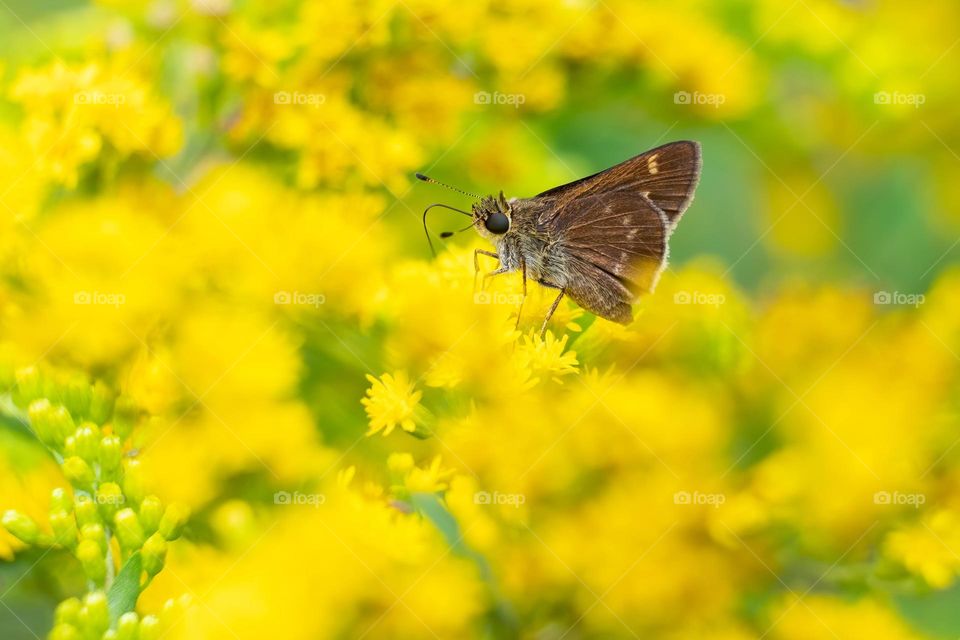 A Little Glassywing (Pompeius verna) relishes the nectar in a sea of goldenrod. Raleigh, North Carolina. 