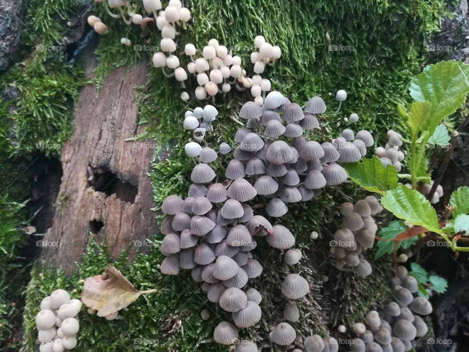 mushrooms