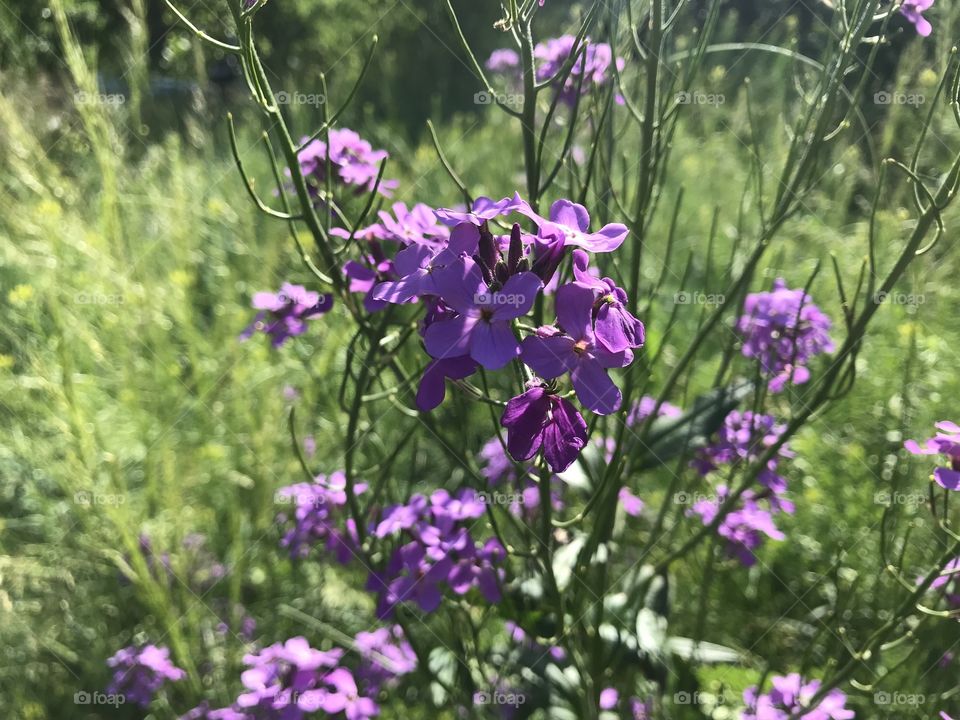 Purple flowers of the South Dakota plains