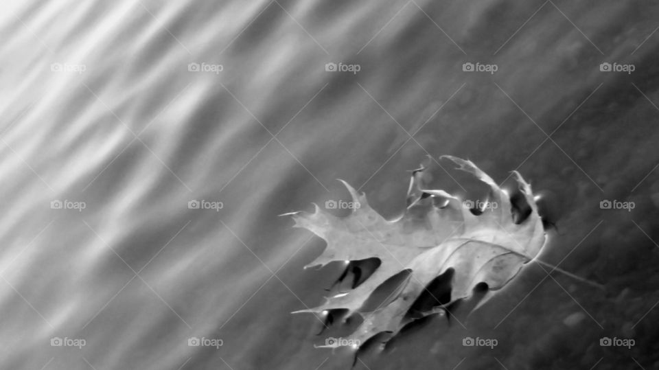 Leaf Float