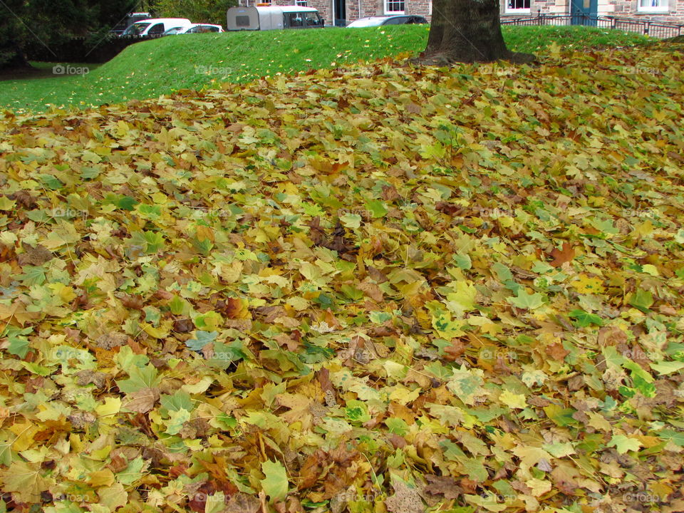 a carpet of thousands of fallen maple leaves