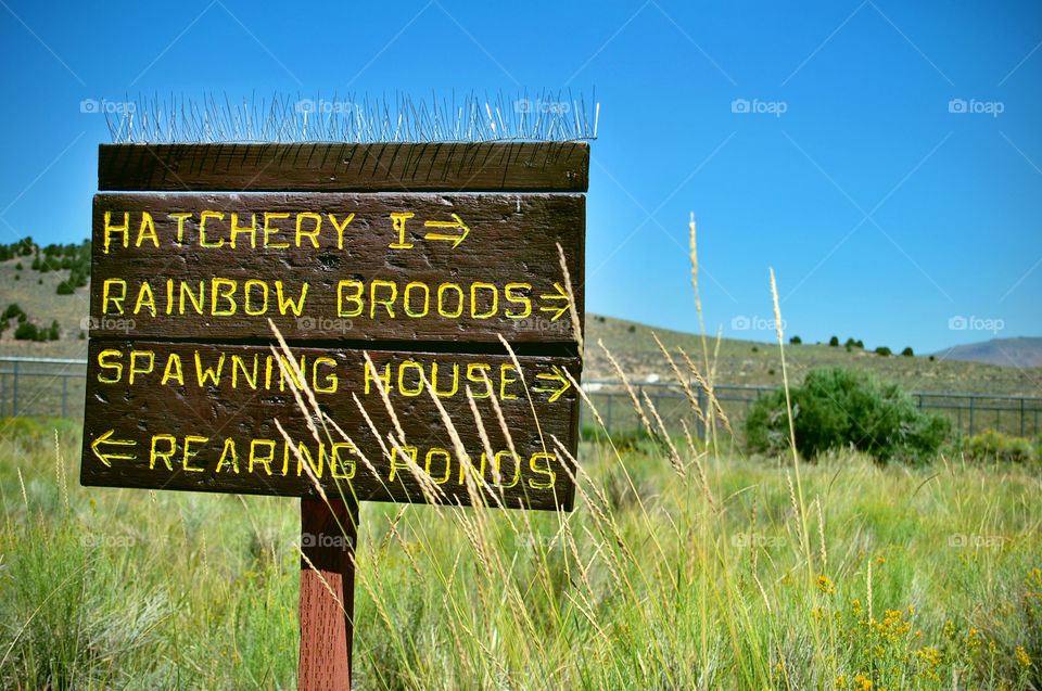 Making decisions, where to go, this way or that way, left or right, hatchery, wooden signage in field, ponds, fishing