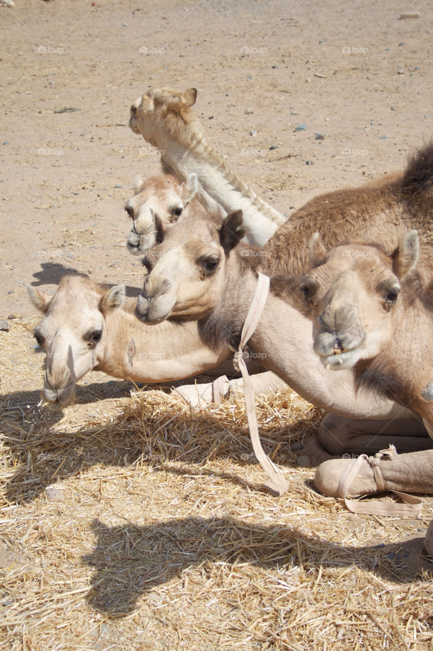 sun animal sand desert by KathOnEarth