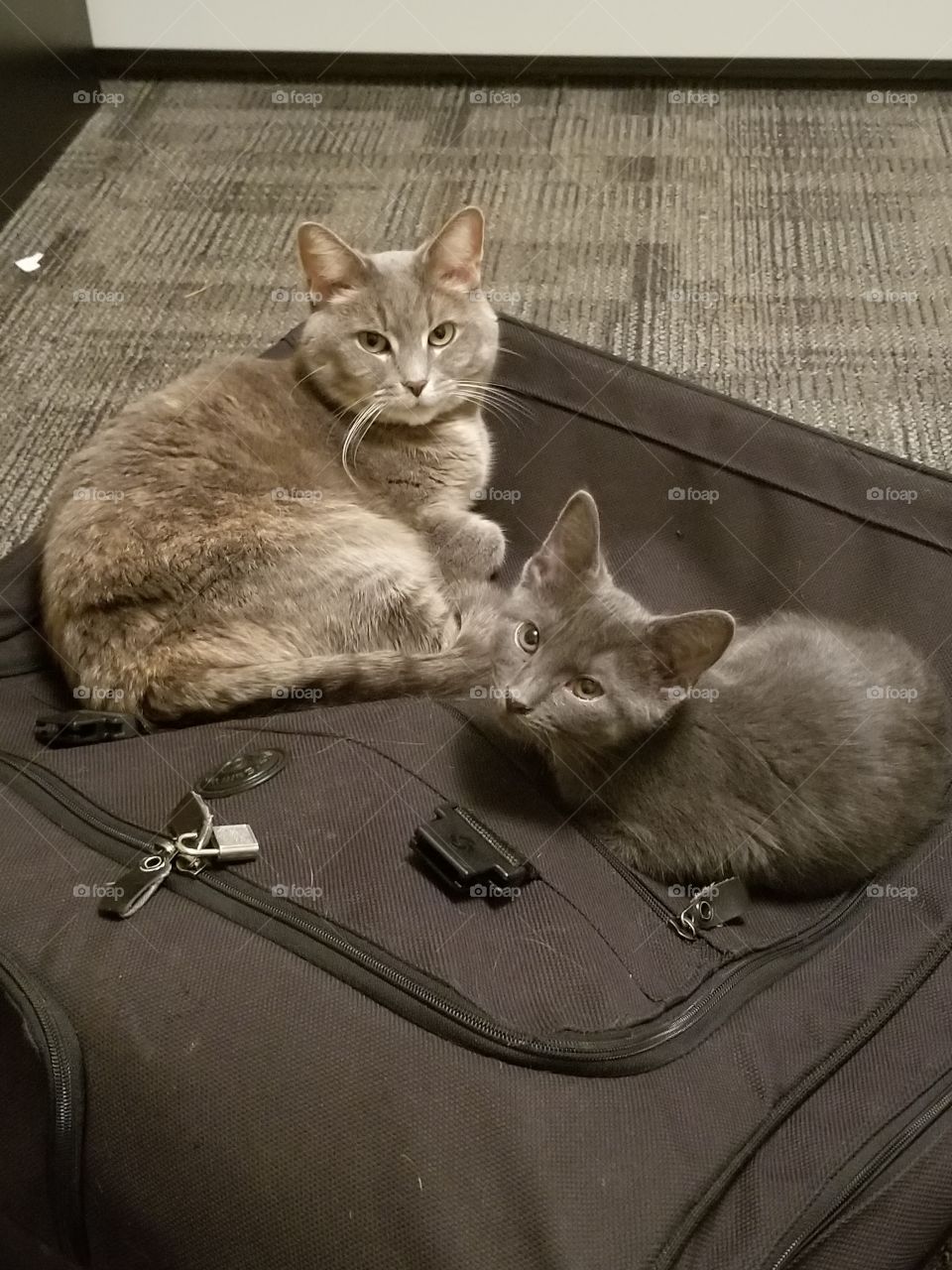 The calm before the storm...before mom turns on the vacuum.