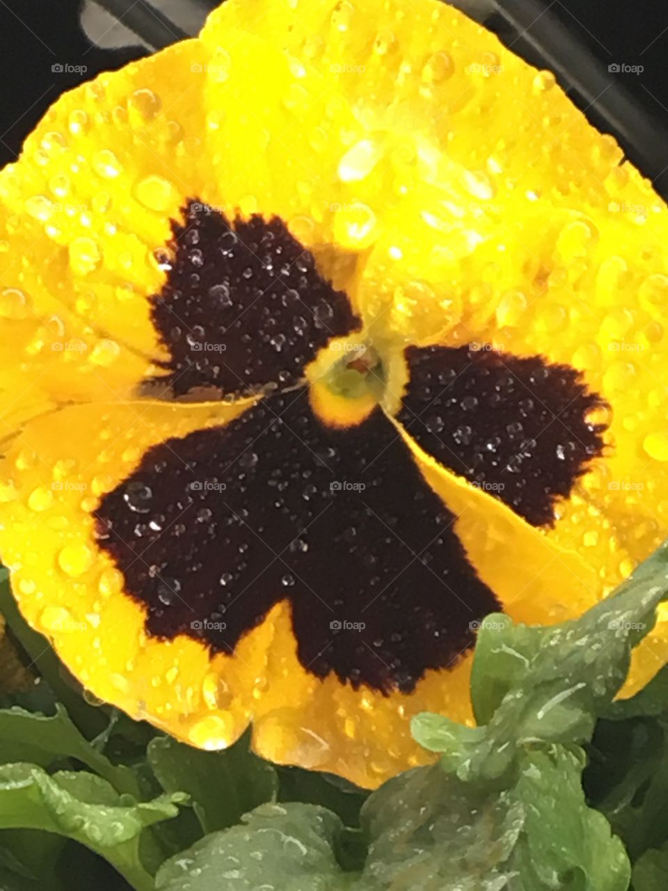 Yellow pansy with rain drops 