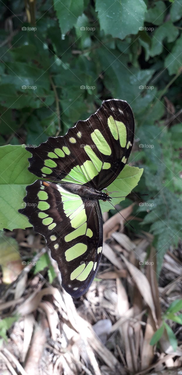 colorful butterflies