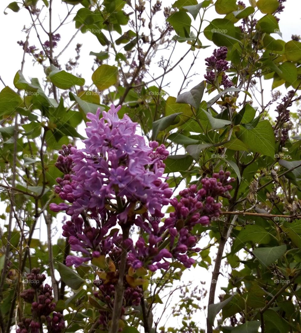 First lilac