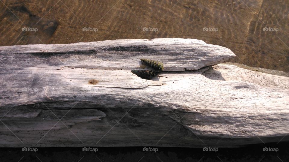snails. I found this weired looking snails in verampattinam, Pondicherry.