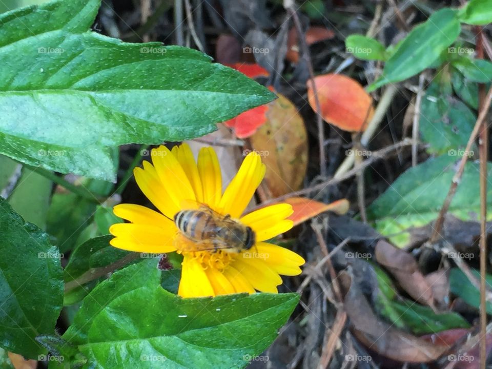 Busy Bee On Daisy