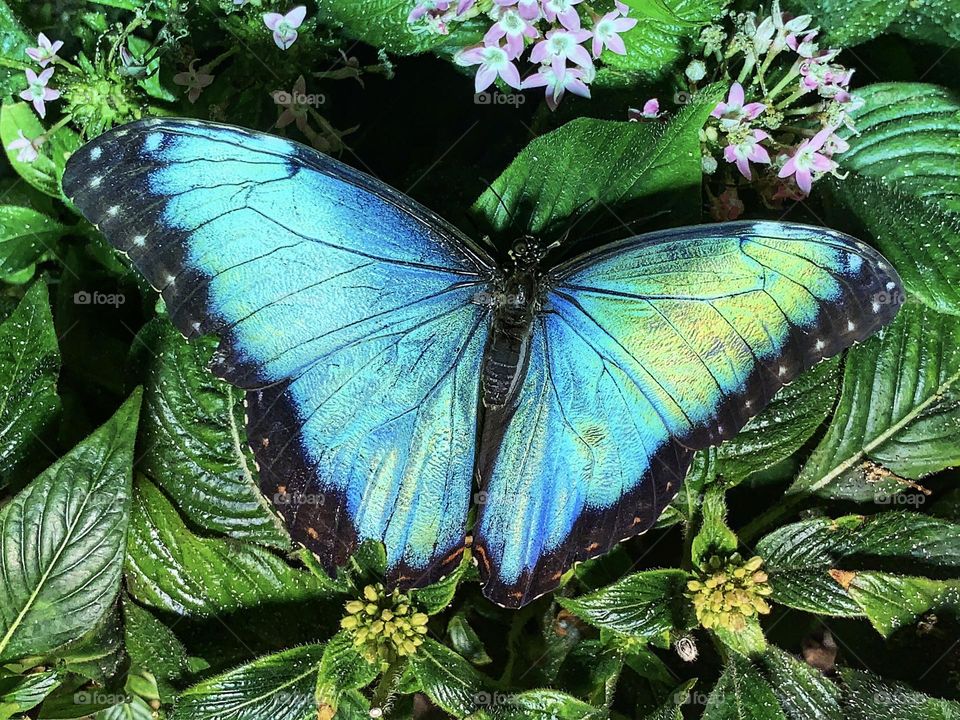 Beautiful blue butterfly.