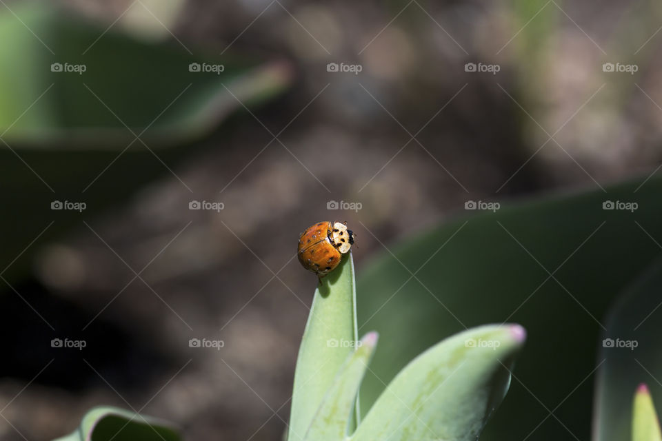 Lady bug