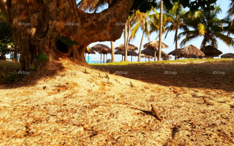 Lizards and palapas on the beach 🦎