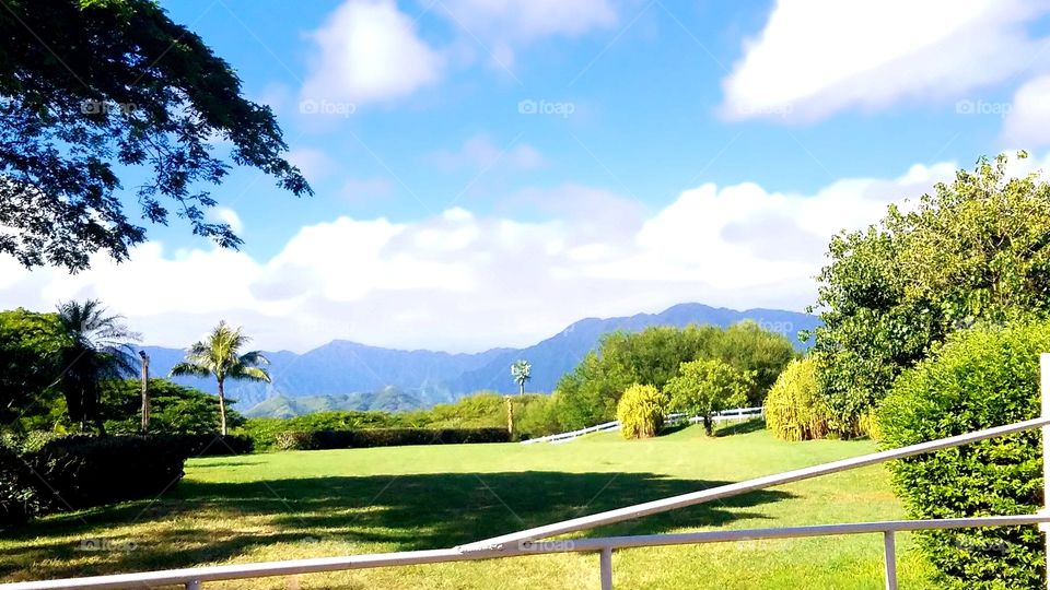 Tree, Landscape, Nature, Grass, Summer