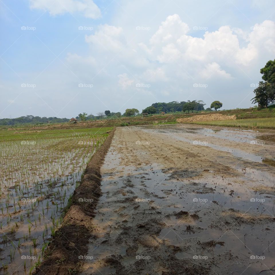 View of rice fields being worked on or after harvest