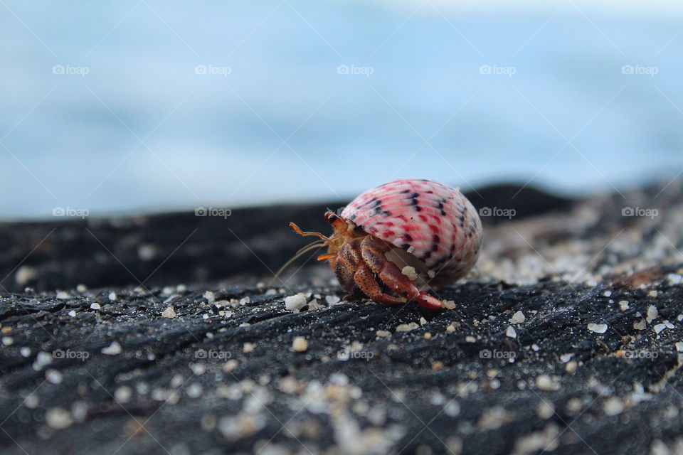 Cute little hermit crab all alone on a tree trunk.