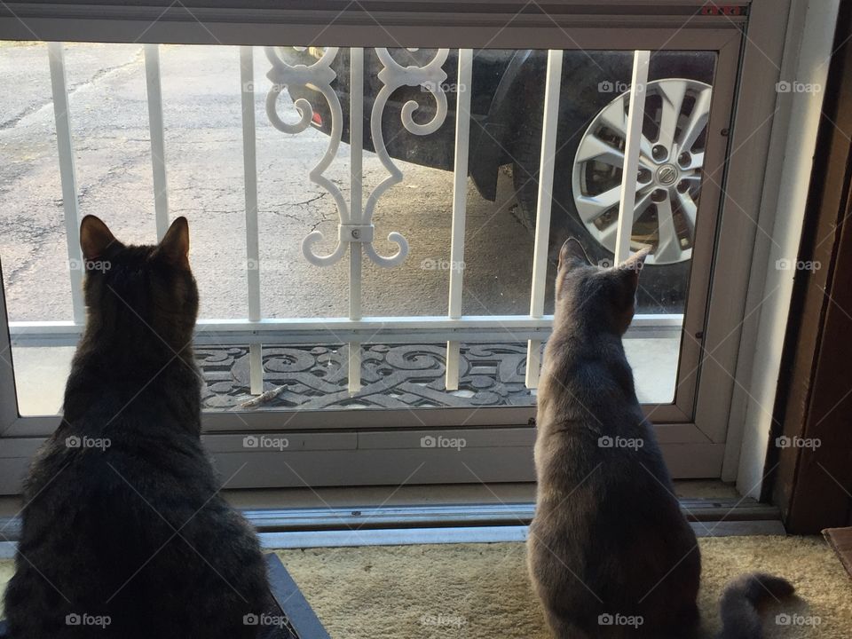 Waiting on our human 