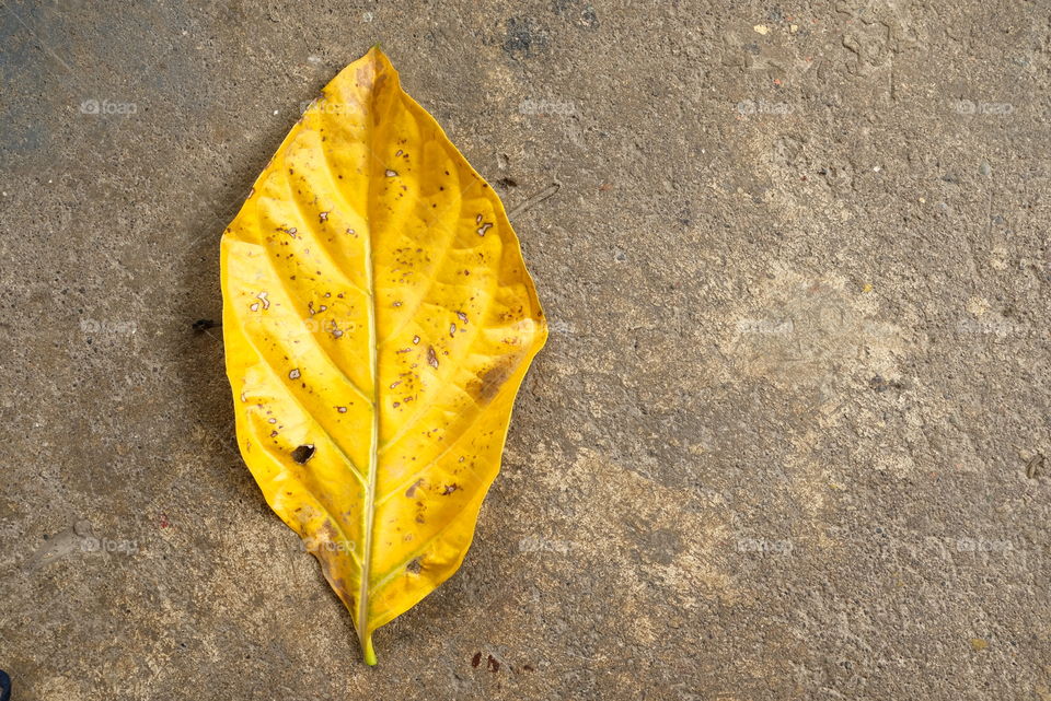 Dried yellow leaf on concrete in autumn