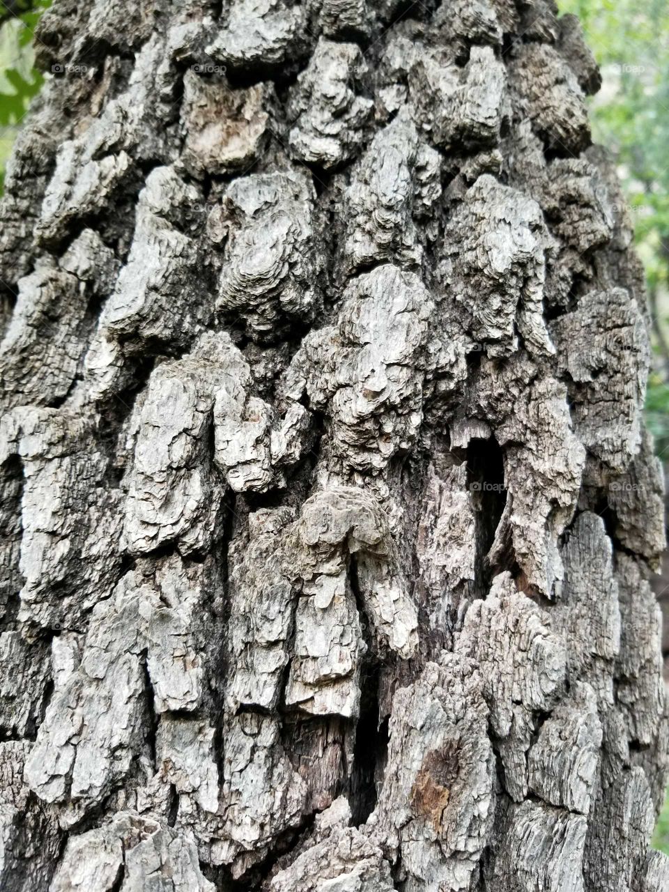bark