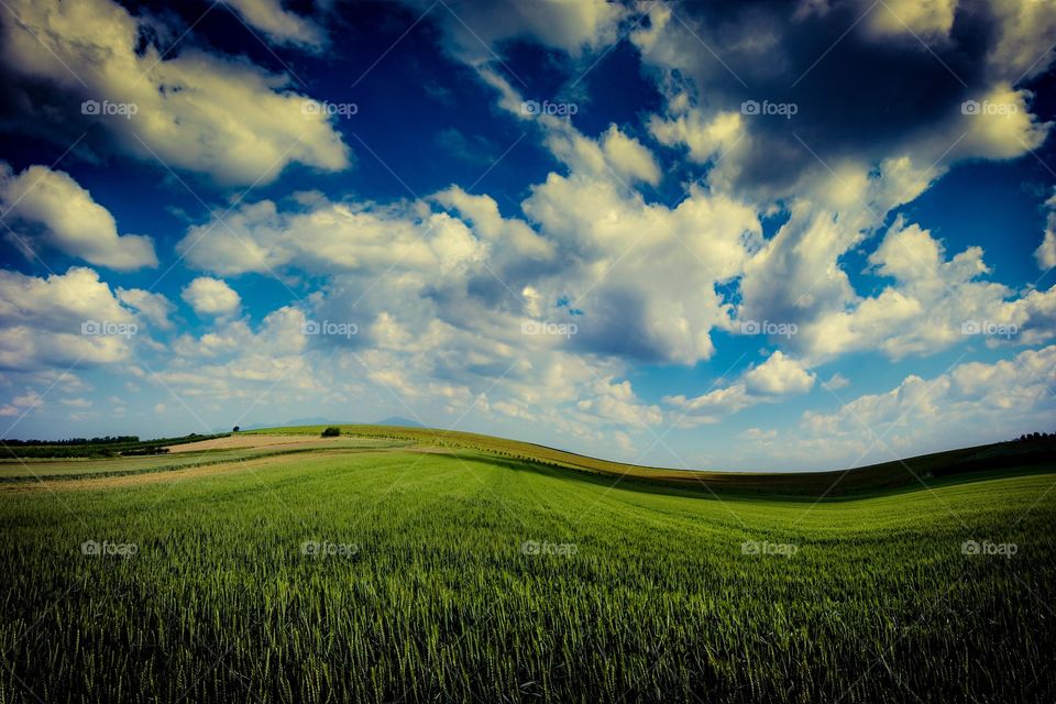 landscape in vojvodina (serbia)