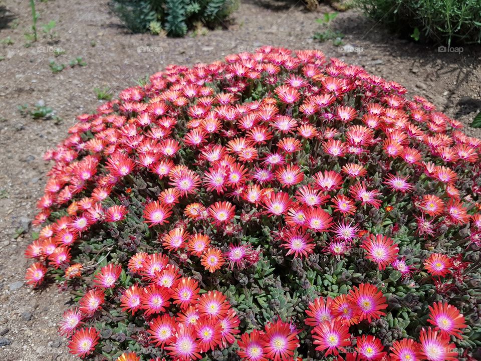 lampranthus red flowers