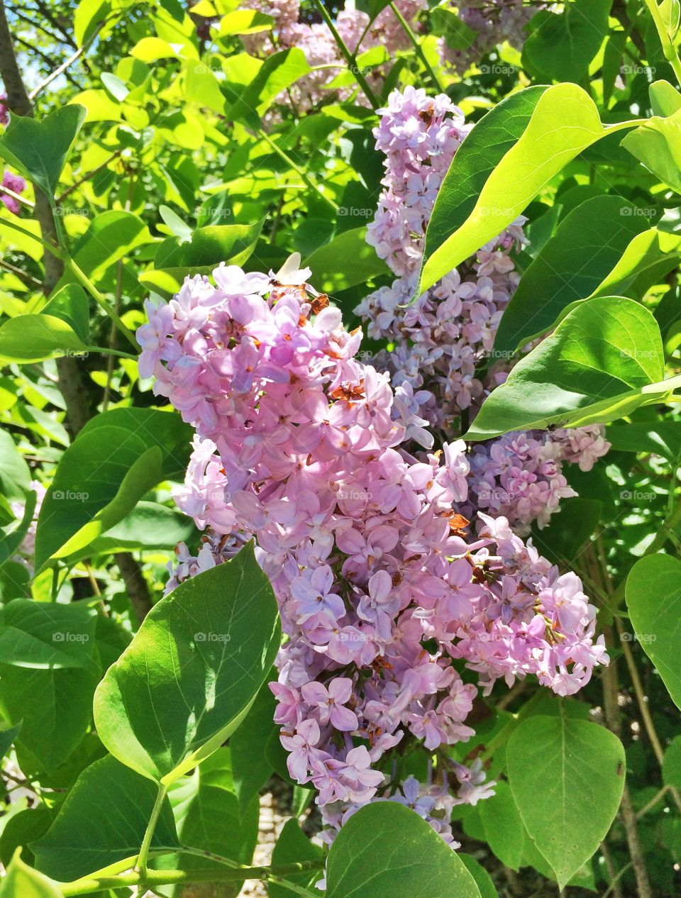 Lilacs in bloom