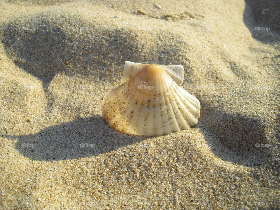 seashell