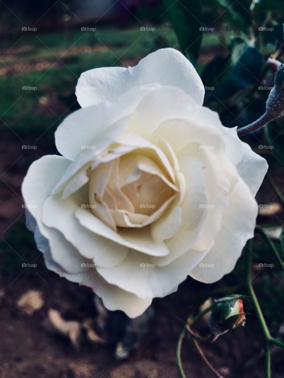 Como o #amanhecer está carrancudo, nosso “bom dia” vai com as #flores do #jardim, a fim de embelezar o #sábado!
💐 
#natureza #paisagem #flowers #landscapes #fotografia 