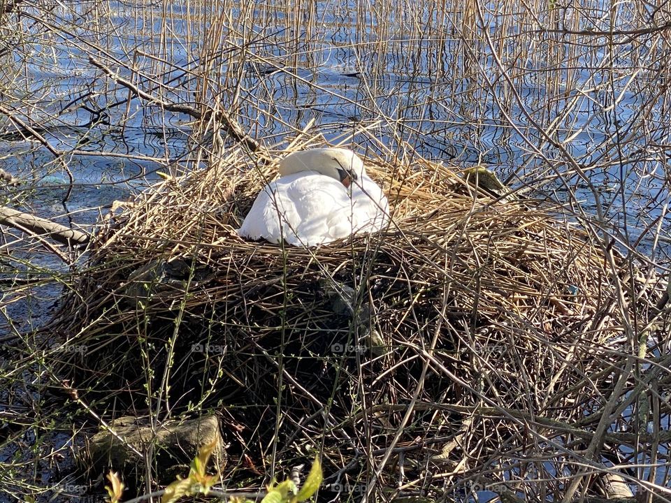 A swan on a nest