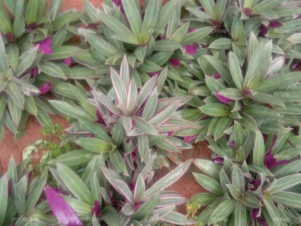 Red and majanda is a beautiful combination.💕🤗