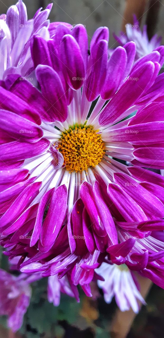 Purple is the last color of the rainbow- it means that i will love you forever.