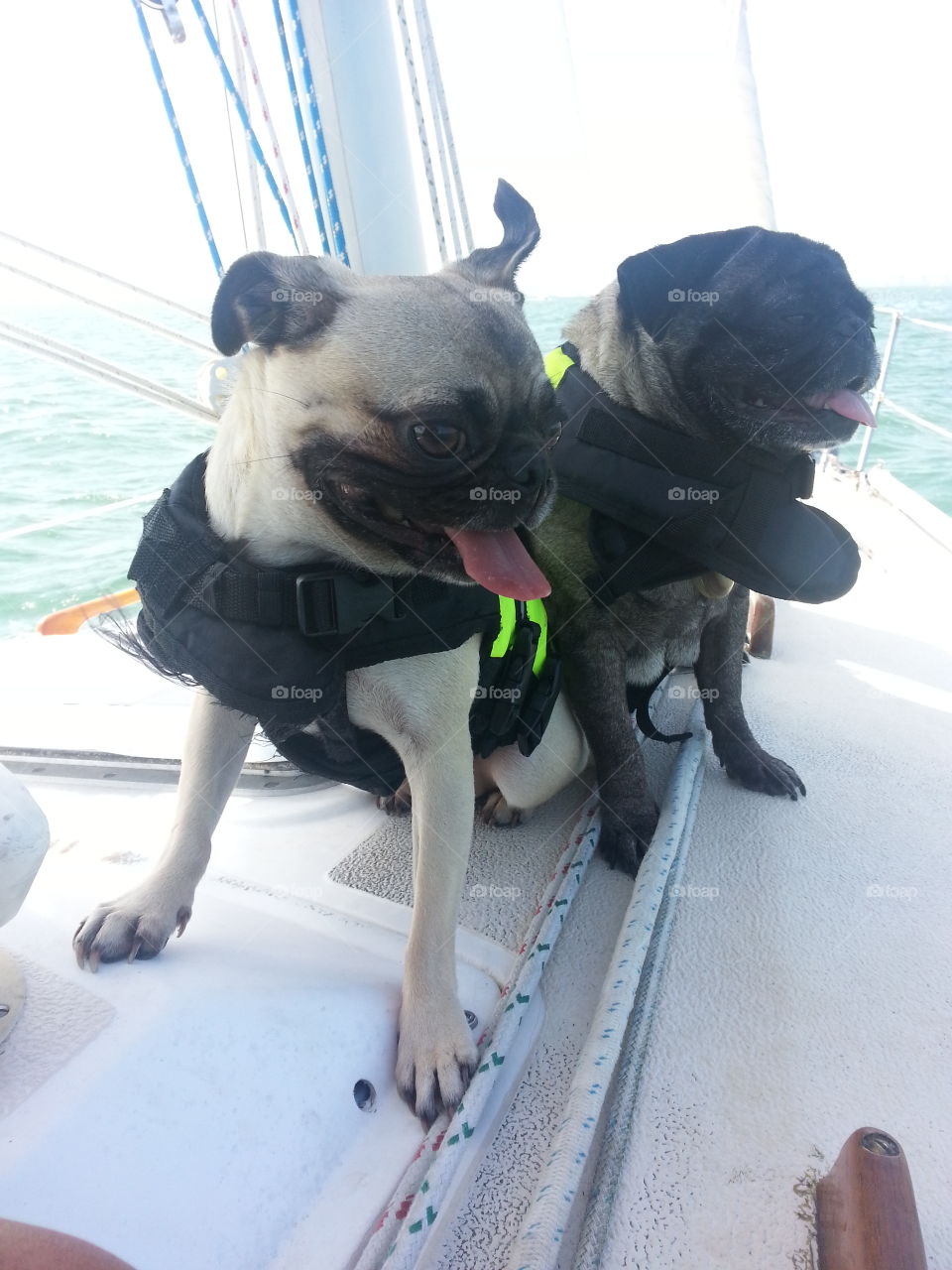 Dogs going sailing